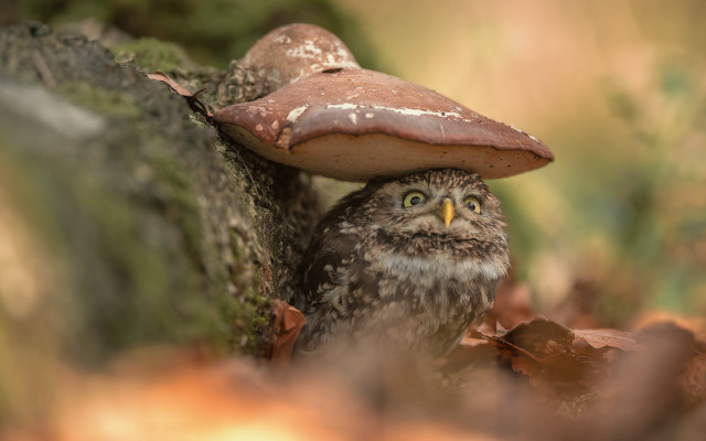 Small owl hiding mushroom stump free wallpaper for desktop - medium preview image