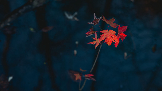 Red leaf branch night sky free wallpaper for desktop - medium preview image