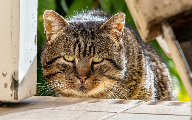Cat porch greenplant blurry depthfield free wallpaper for desktop - medium preview image