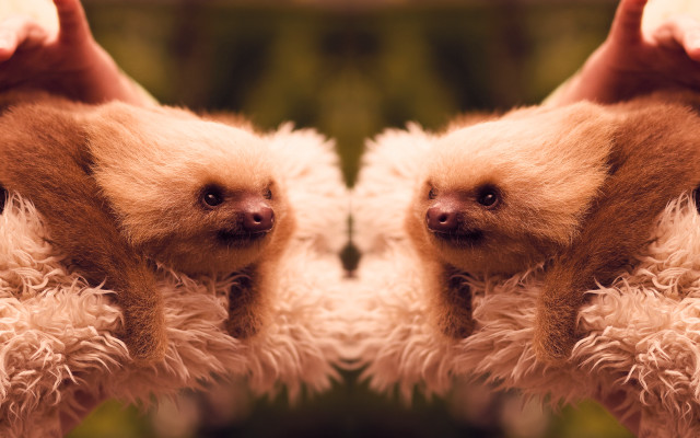 Two sloths mouths open noses free wallpaper for desktop - medium preview image