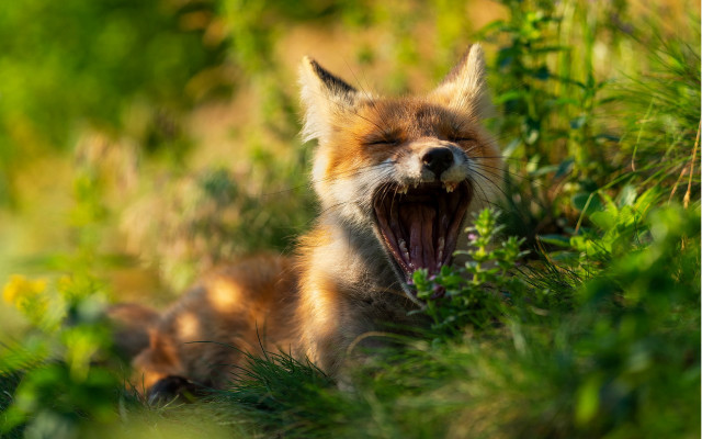 Fox yawning grass wildlife bokeh free wallpaper for desktop - medium preview image