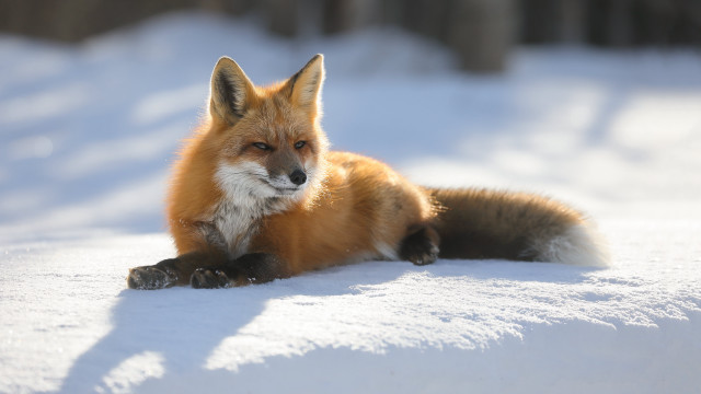 Red fox snow sad eye free wallpaper for desktop - medium preview image