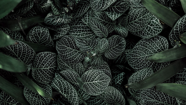 Leaves foliage borders nature generative free wallpaper for desktop - medium preview image