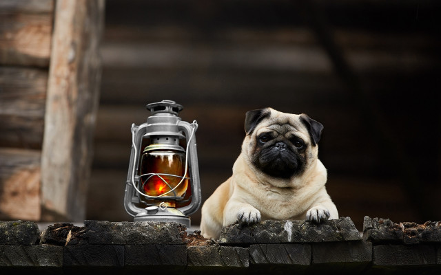 Pug lantern candle storybook illustration free wallpaper for desktop - medium preview image