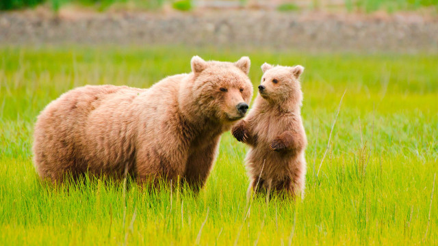 Bear cub grassy field heads free wallpaper for desktop - medium preview image