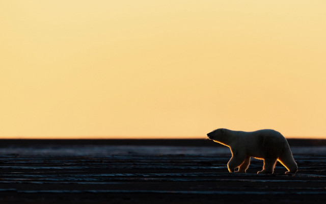 Polar bear sunset yellow sky free wallpaper for desktop - medium preview image