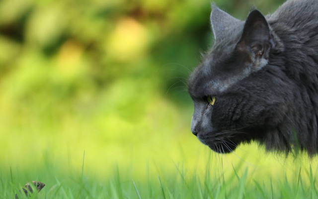 Black cat yellow eyes grass #2 free wallpaper for desktop - medium preview image