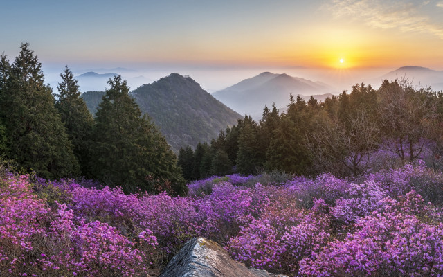 Sunset mountain purple flowers blooming free wallpaper for desktop - medium preview image
