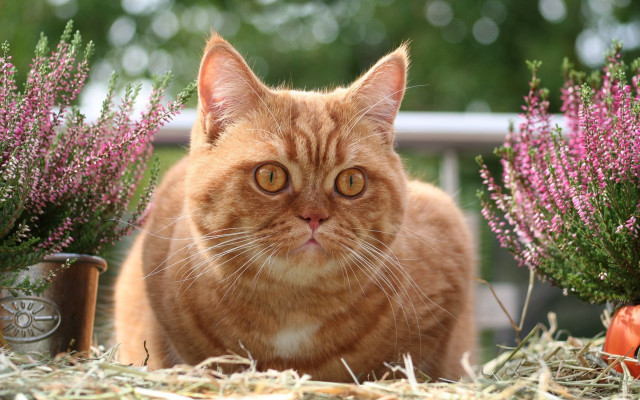 Cat grass flowers pumpkin blurry free wallpaper for desktop - medium preview image
