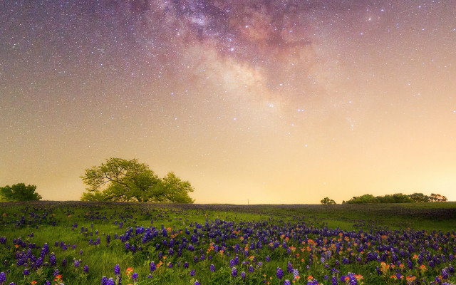 Night sky stars flower field free wallpaper for desktop - medium preview image