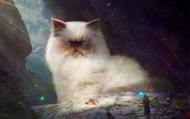 White cat blue eyes cave free wallpaper for desktop - medium preview image