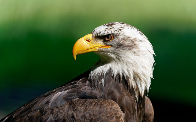 Bald eagle yellow beak green free wallpaper for desktop - medium preview image