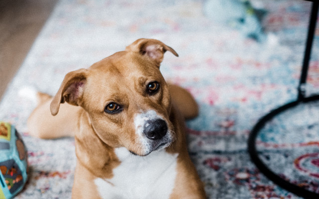 Dog floor can toy shiba free wallpaper for desktop - medium preview image