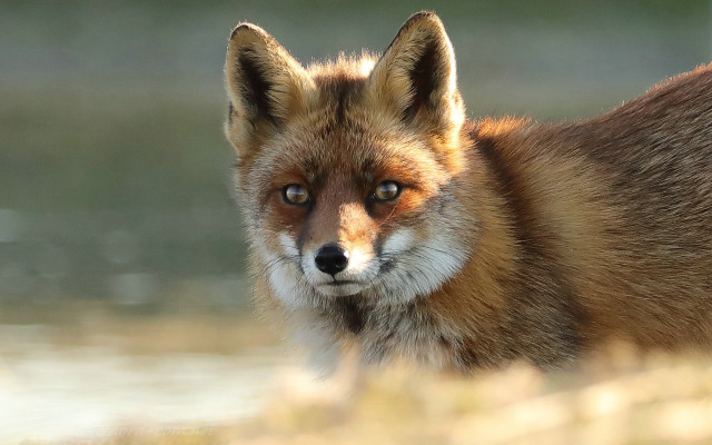 Fox closeup blurry grass water free wallpaper for desktop - medium preview image
