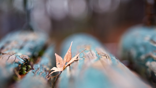 Leaf blue log woods bokeh free wallpaper for desktop - medium preview image