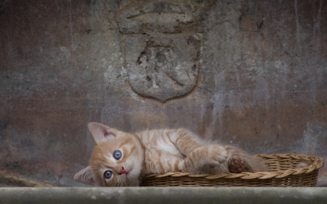 Cat basket wall coatofarms berndfasching free wallpaper for desktop - medium preview image