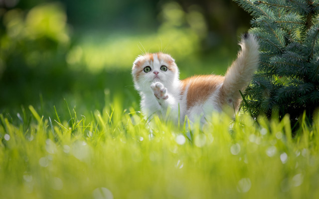 Kitten walking grass paw up free wallpaper for desktop - medium preview image