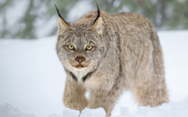 Lynx snowy forest winter animal free wallpaper for desktop - medium preview image