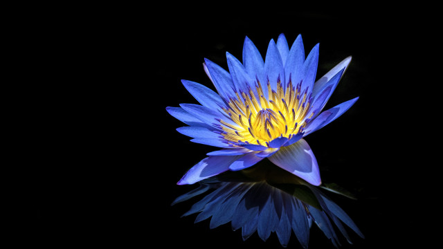 Blue flower reflection macro cloisonnism free wallpaper for desktop - medium preview image