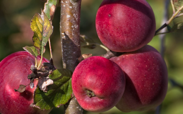 Tree apples leaves fall night free wallpaper for desktop - medium preview image