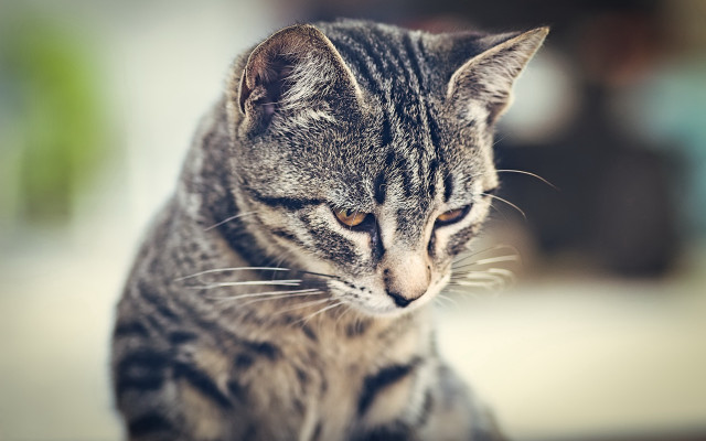 Cat sitting table looking distance free wallpaper for desktop - medium preview image