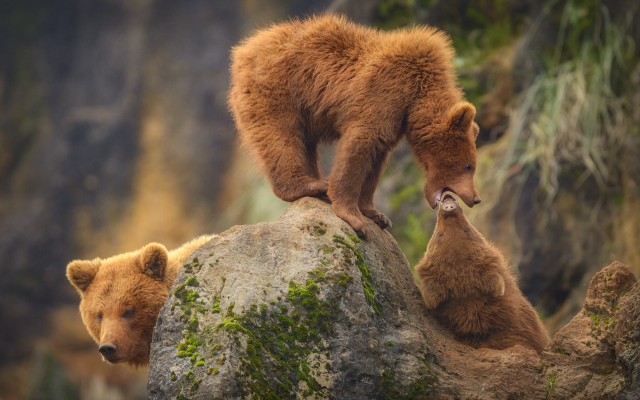 Brown bears rock outdoors wildlife free wallpaper for desktop - medium preview image