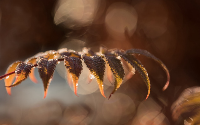 Leaf water droplets blurry background #2 free wallpaper for desktop - medium preview image