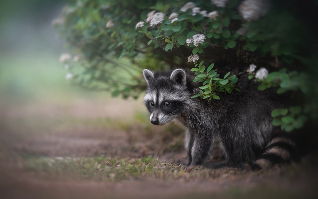 Raccoon grass bush flowers blurry free wallpaper for desktop - medium preview image