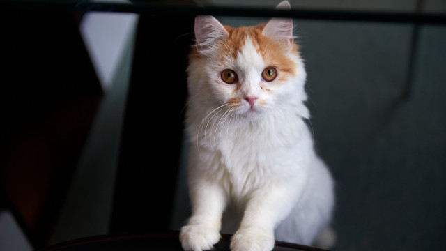 Sad cat chair looking camera #4 free wallpaper for desktop - medium preview image