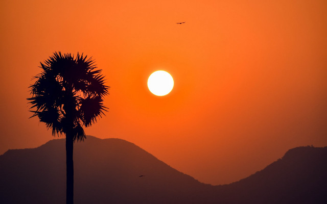 Palm tree sunset desert city free wallpaper for desktop - medium preview image