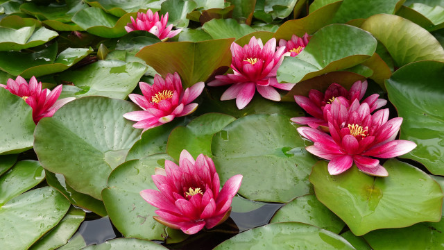 Pink flowers green leaves water #3 free wallpaper for desktop - medium preview image