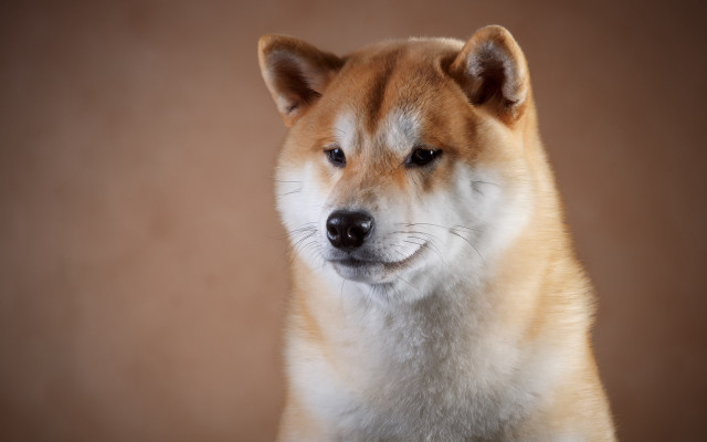 Shiba dog white nose ring free wallpaper for desktop - medium preview image