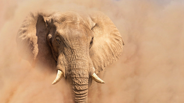Elephant dusty field airbrush portrait free wallpaper for desktop - medium preview image