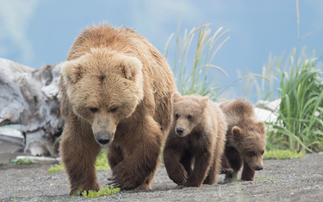 Bear cubs mountain range wildlife free wallpaper for desktop - medium preview image