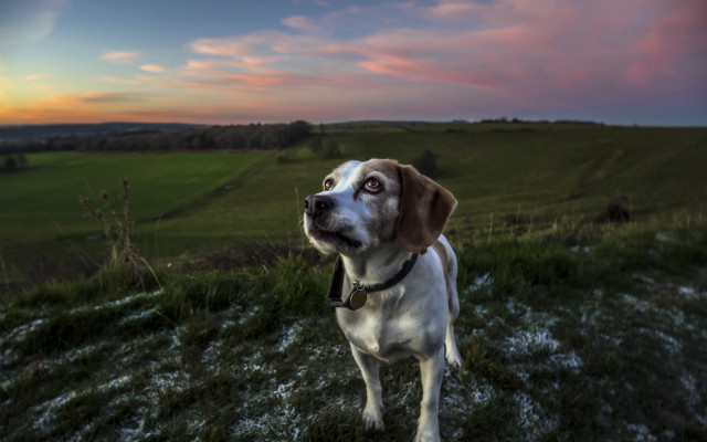 Dog sunset grassy hill tiltshift free wallpaper for desktop - medium preview image