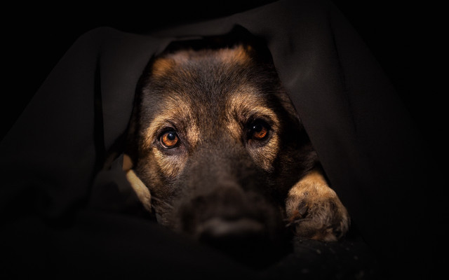 Dog hiding blanket dark head free wallpaper for desktop - medium preview image