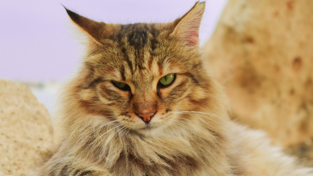 Serious cat green eyes rock free wallpaper for desktop - medium preview image