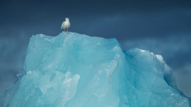 Seagull iceberg ocean cloudy sky free wallpaper for desktop - medium preview image