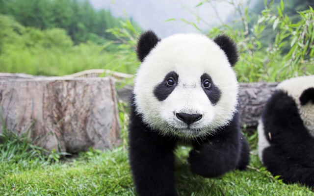 Panda smiling on grass nature free wallpaper for desktop - medium preview image