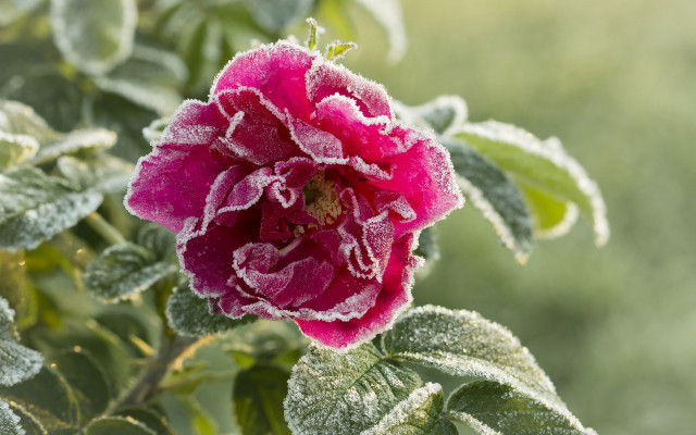 Pink flower frost morning ecological free wallpaper for desktop - medium preview image