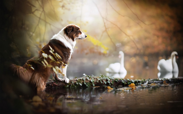Dog log water swan branch free wallpaper for desktop - medium preview image