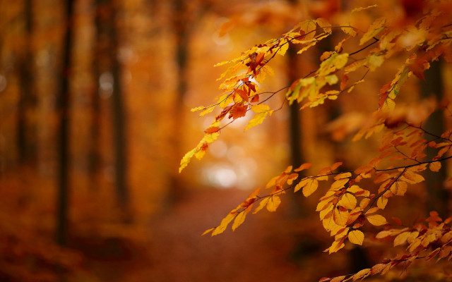 Forest path autumn leaves blurry free wallpaper for desktop - medium preview image