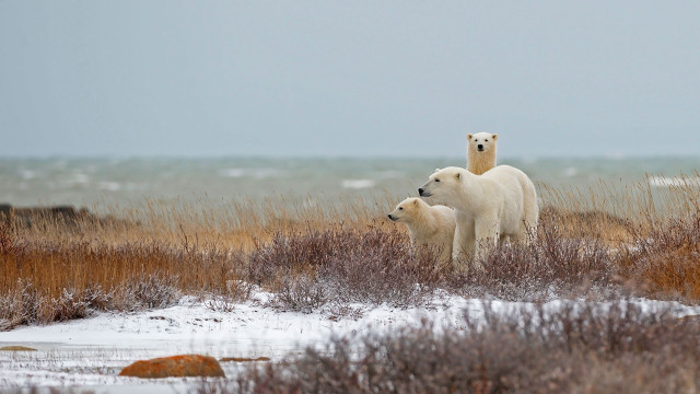 Polar bear cub snow grass free wallpaper for desktop - medium preview image