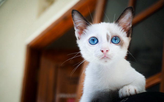 White cat blue eyes serious #3 free wallpaper for desktop - medium preview image