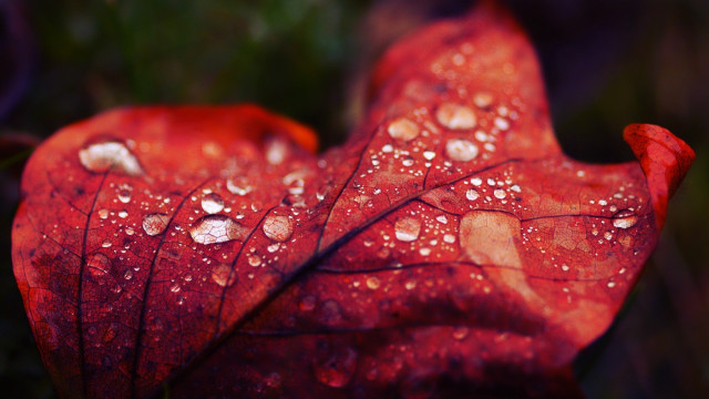 Red leaf water droplets macro #9 free wallpaper for desktop - medium preview image