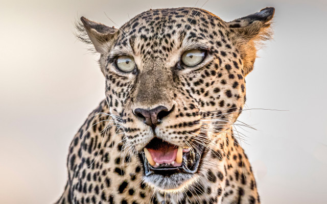 Leopard open mouth teeth camouflage free wallpaper for desktop - medium preview image