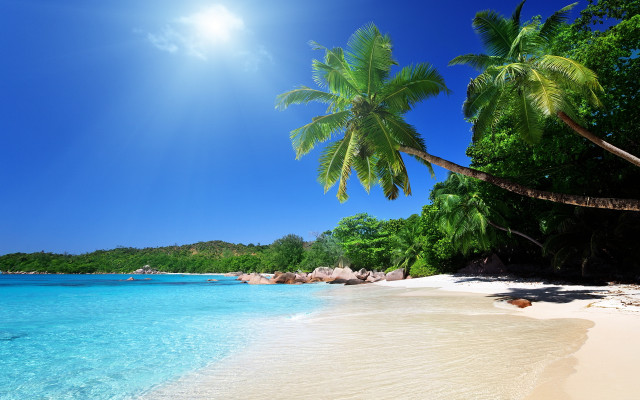 Beach palm tree clear water #3 free wallpaper for desktop - medium preview image