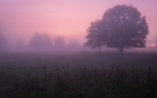 Foggy field lone tree birds free wallpaper for desktop - medium preview image