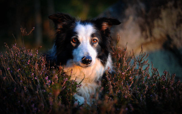 Dog sitting flowers sad look free wallpaper for desktop - medium preview image