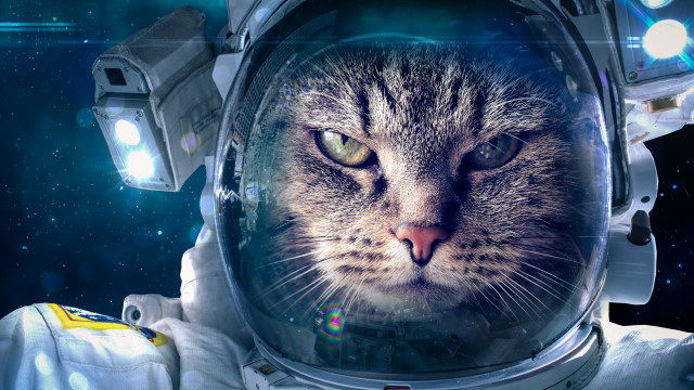 Space cat astronaut flashlight starry free wallpaper for desktop - medium preview image